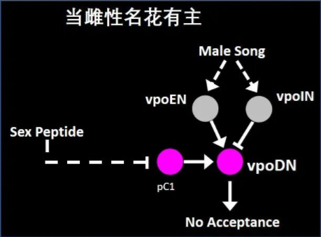 人工神经网络准确预测雄性果蝇求偶行为