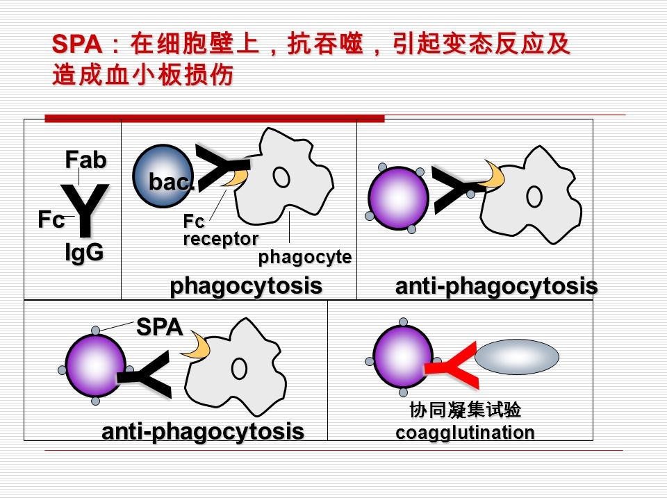 金迪克获得发明专利授权：“一种肺炎球菌荚膜多糖的纯化方法”