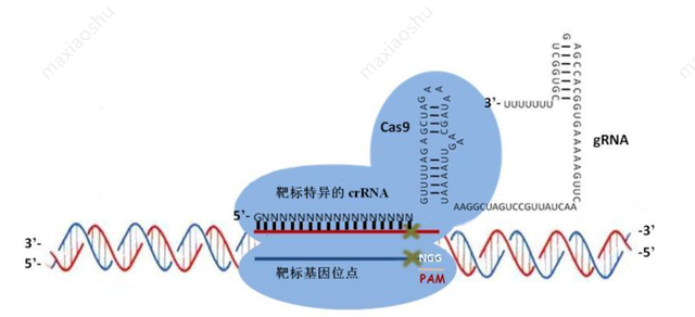 新技术首次实现以RNA为媒介的基因精准写入