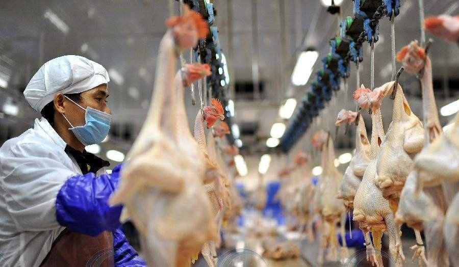 仙坛股份：8月鸡肉产品销售收入4.43亿元