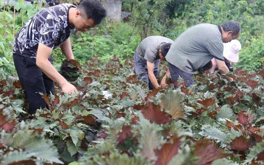 小紫苏，大世界