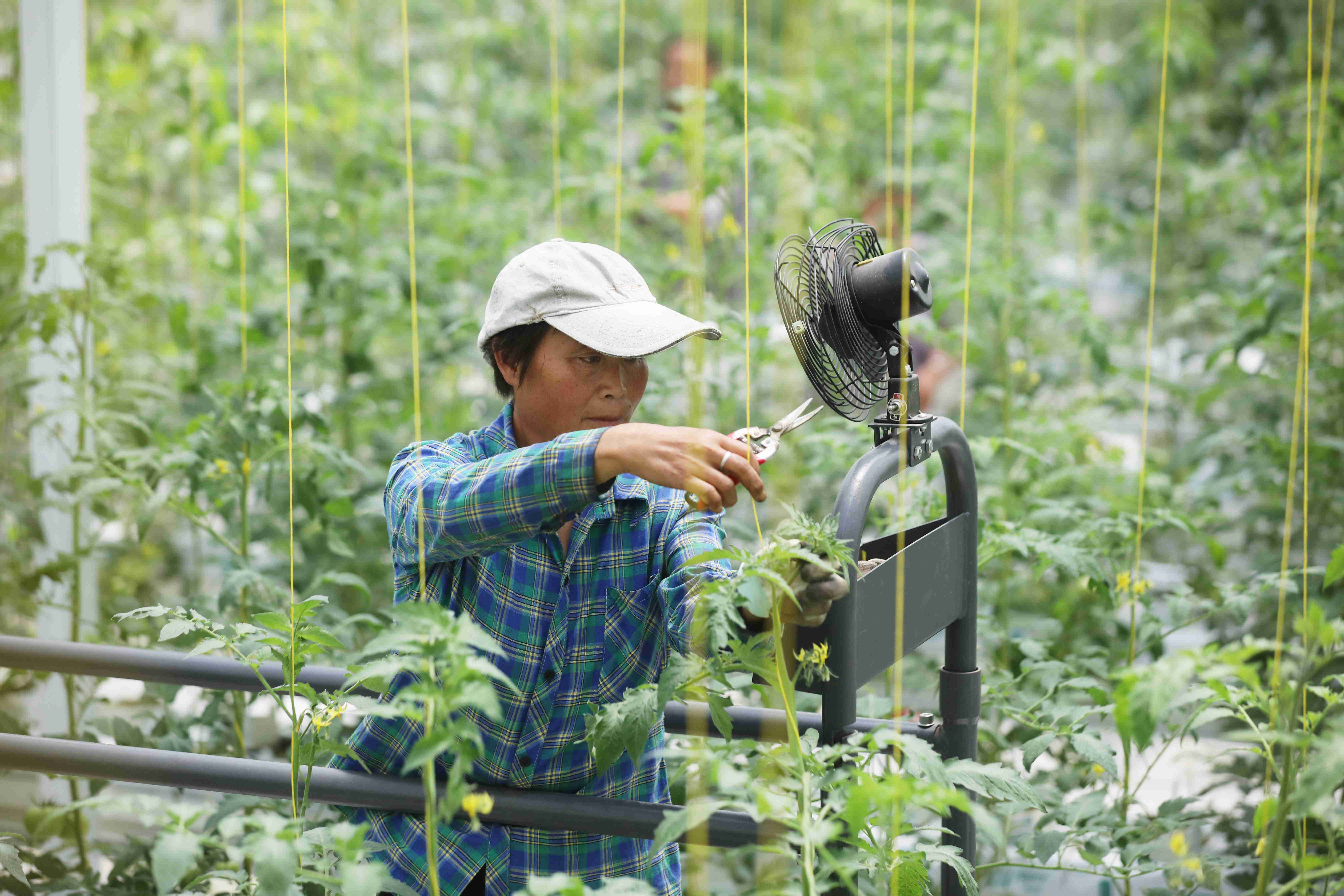 聚焦农业科技创新：植物工厂种出“智慧菜”