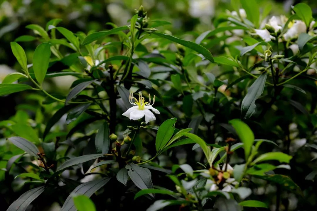 广西发现风筝果属植物新物种阳朔风筝果