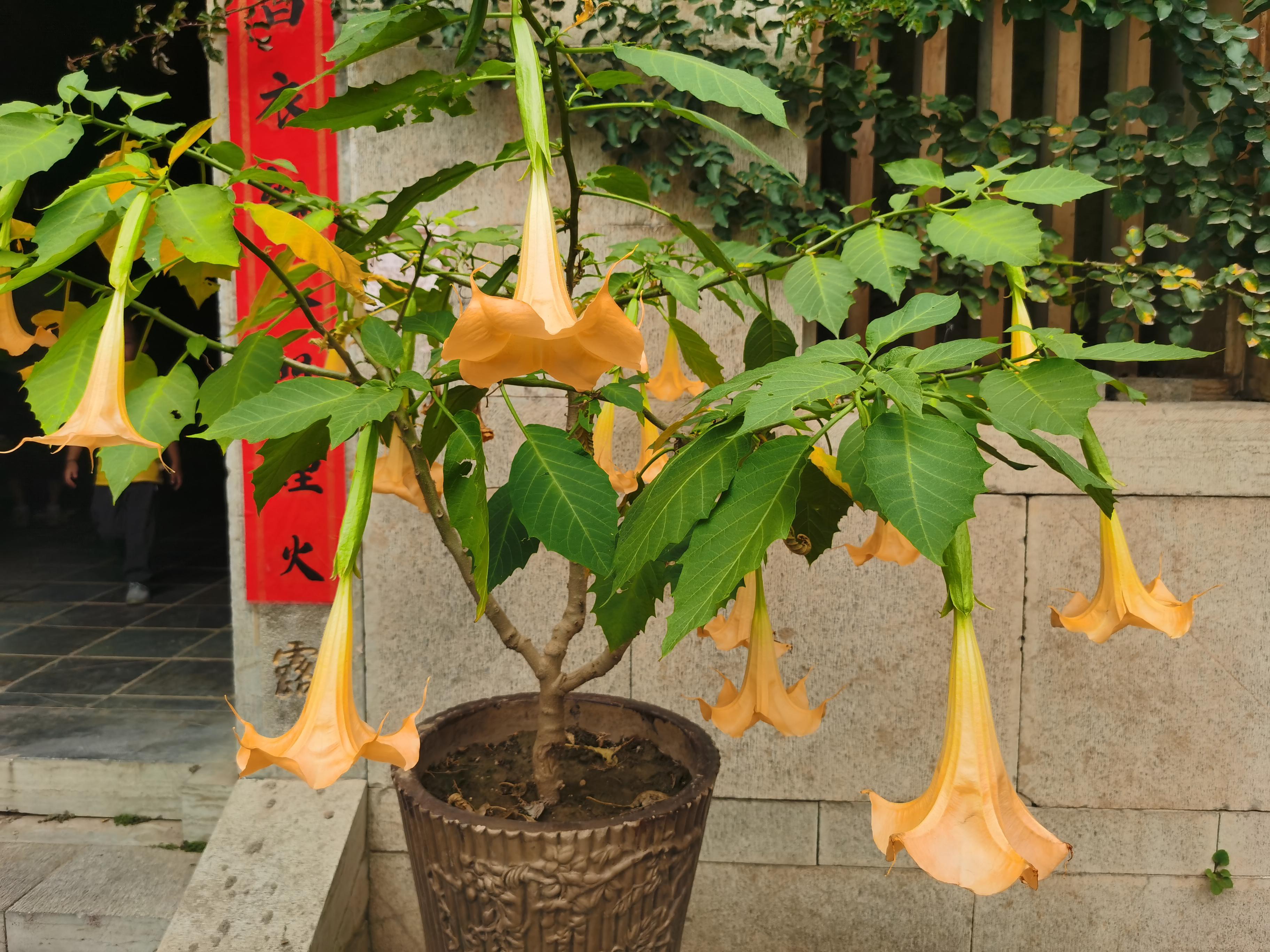 夏厦精密11月20日龙虎榜数据