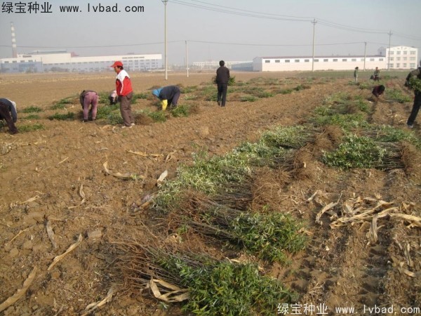 玻利维亚沙棘种植与利用技术境外培训班成功举办