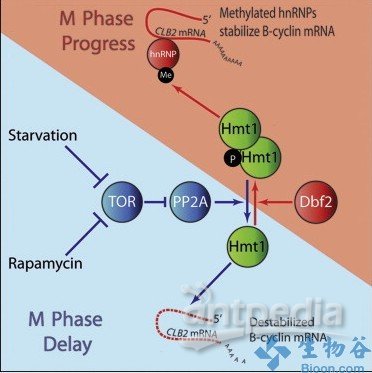 新研究揭示主动脉夹层发病分子机制