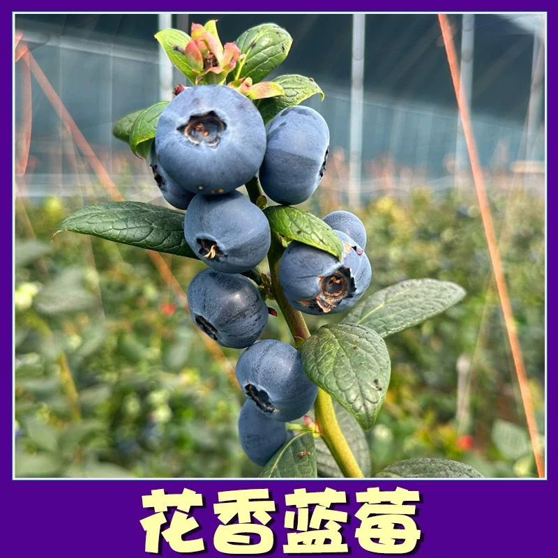 津巴布韦蓝莓等浆果出口收入增长351%