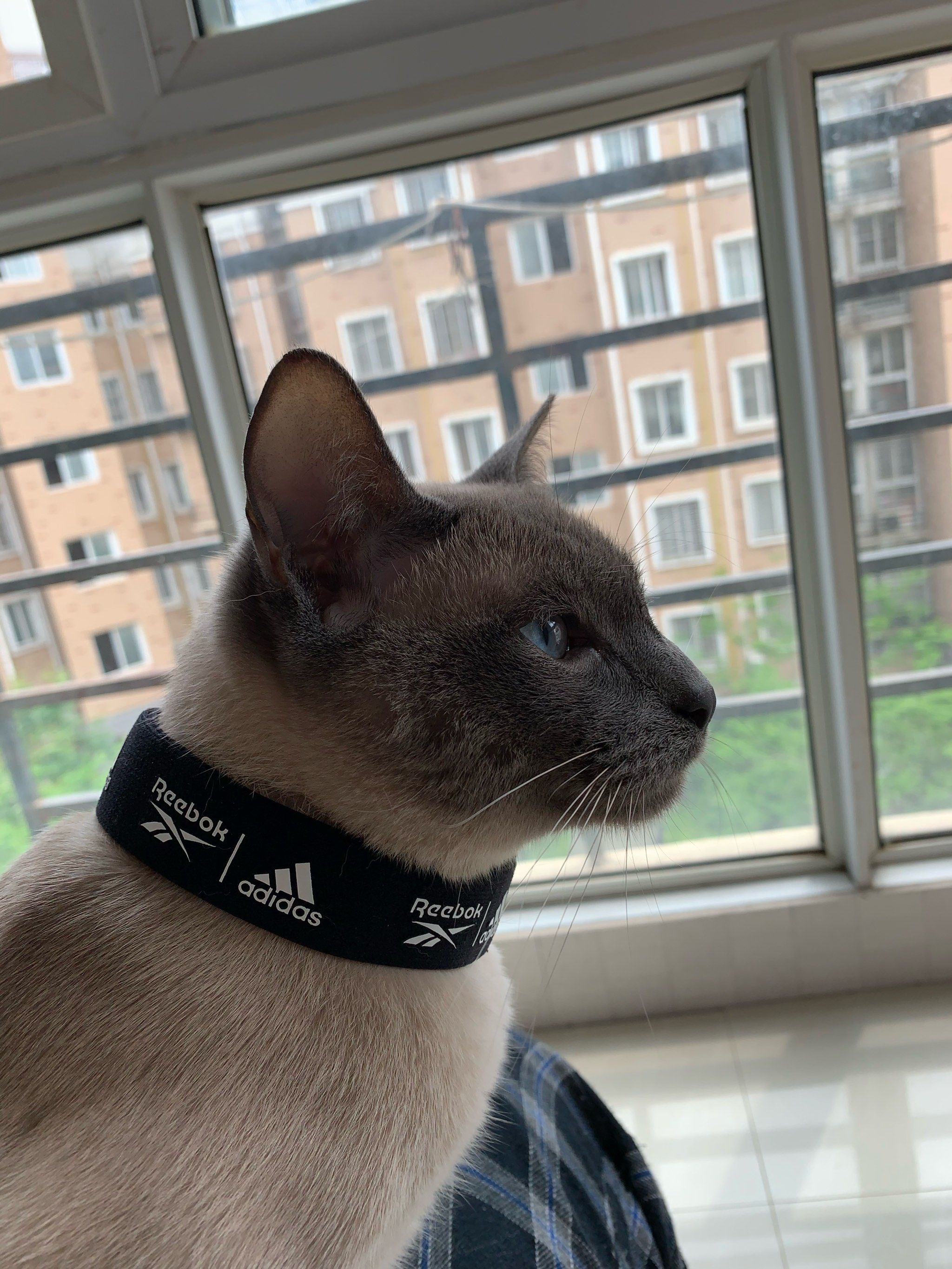 冲刺“宠物医院第一股”！瑞派宠物三年累亏超3亿，扩张急刹车、17.9亿商誉高悬