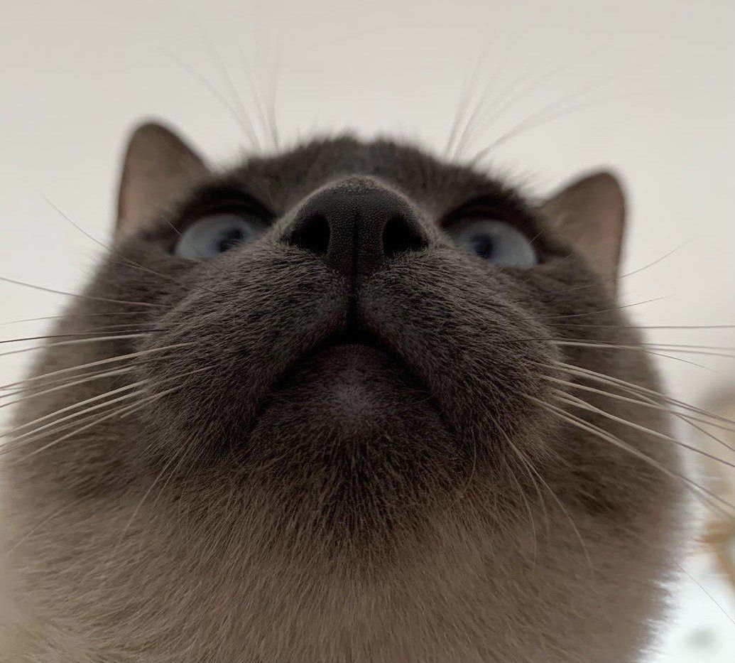 冲刺“宠物医院第一股”！瑞派宠物三年累亏超3亿，扩张急刹车、17.9亿商誉高悬