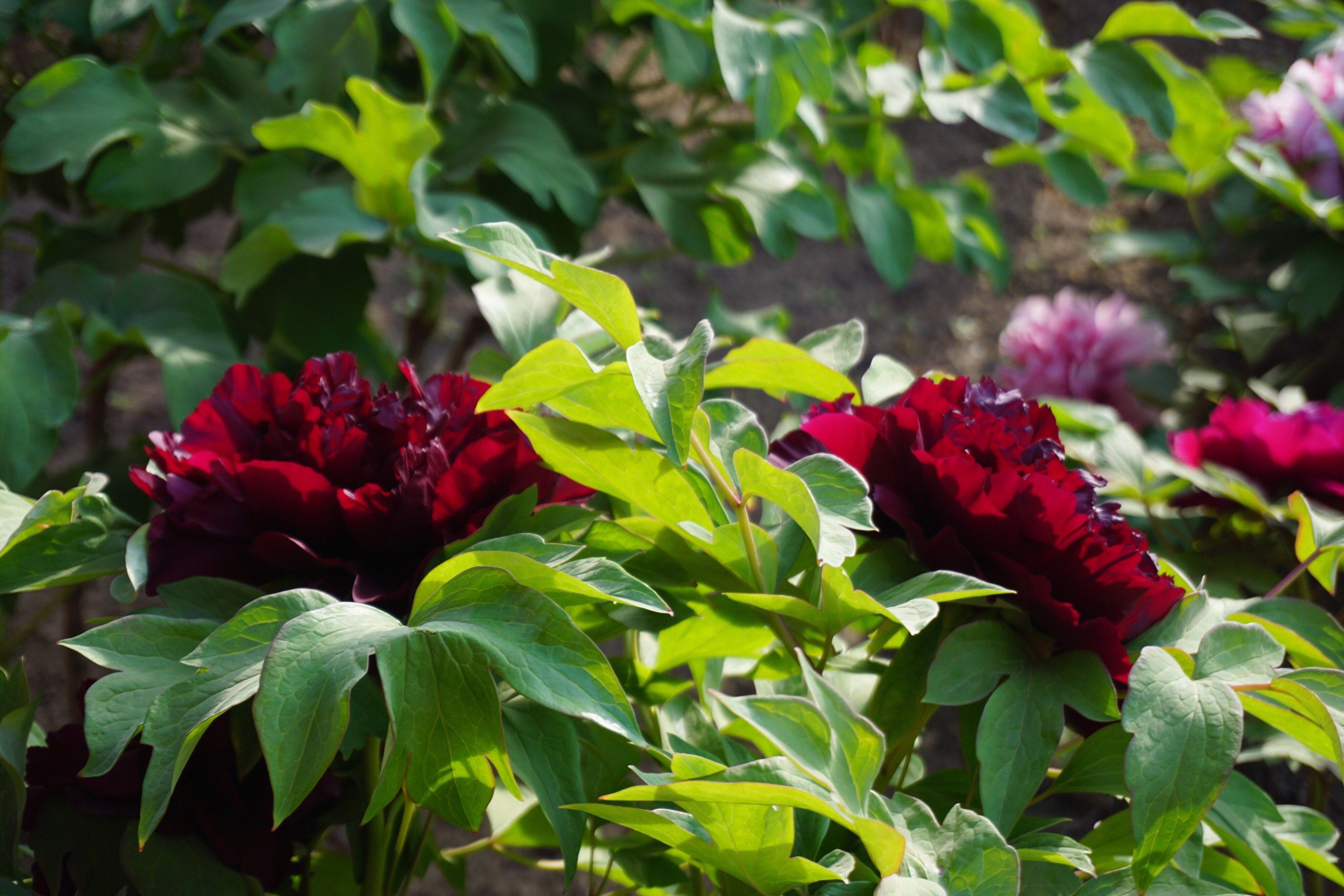 黑牡丹：2025年第四季度签约金额同比减少71.05%