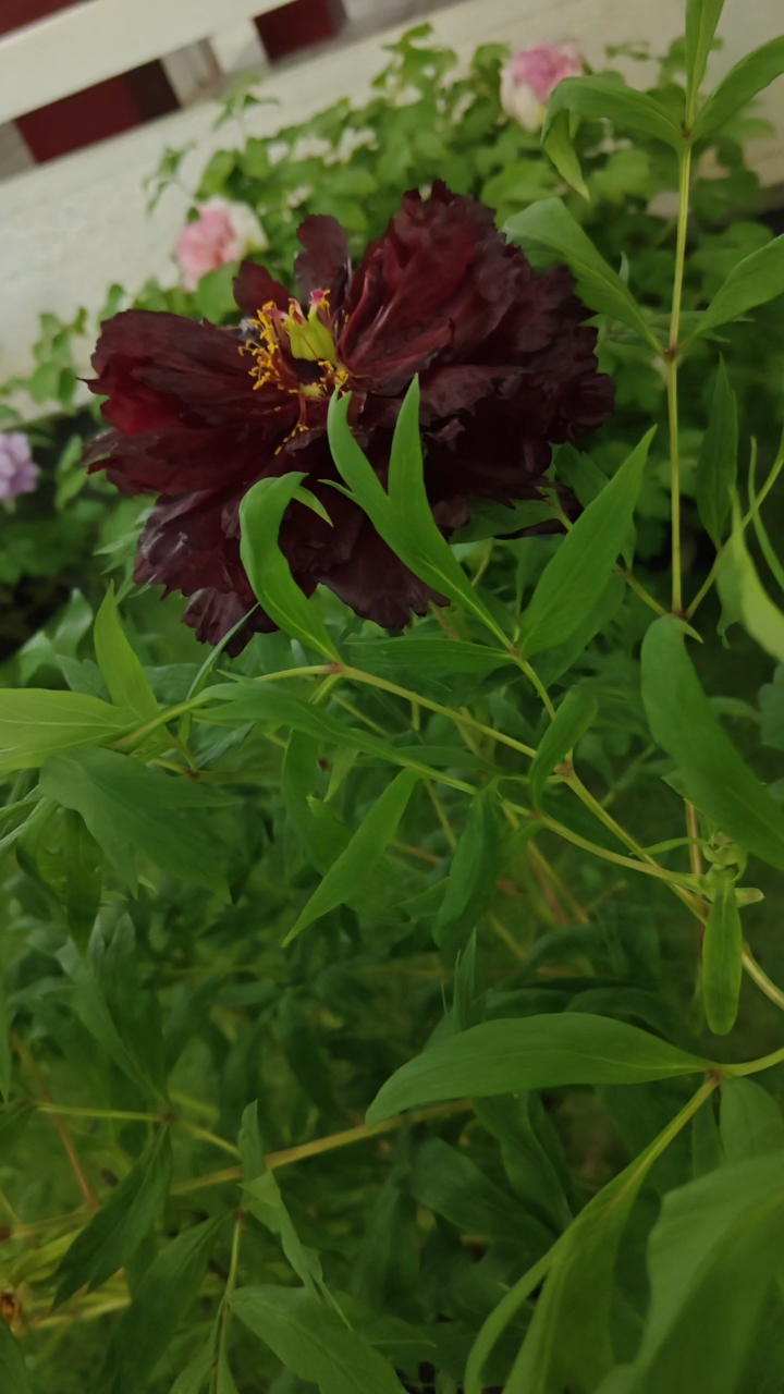 黑牡丹：2025年第四季度签约金额同比减少71.05%