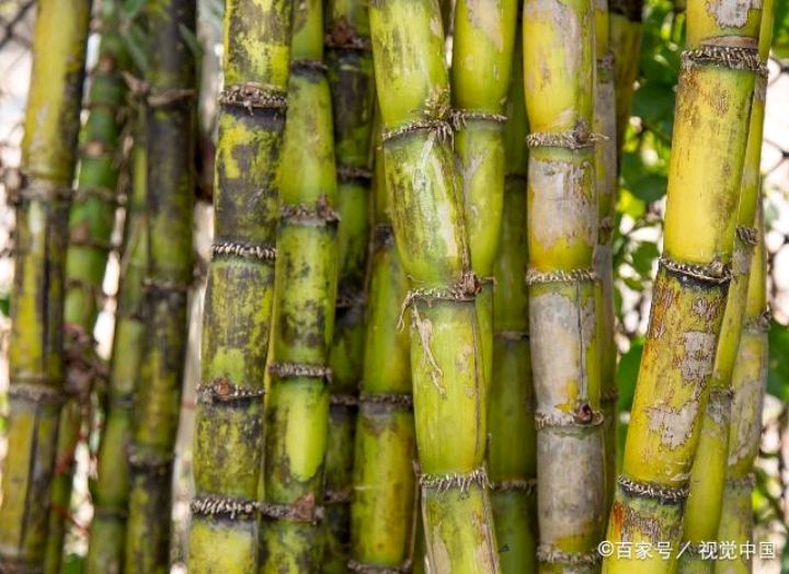 我国科研团队把甘蔗属基因组“天书”变成育种“说明书”