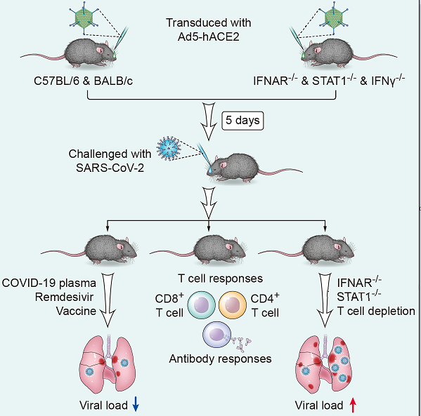 研究发现肺炎易感基因区域