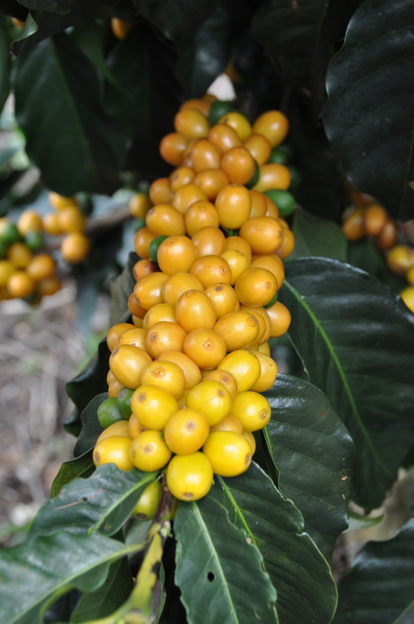 巴西2026/27年度咖啡豆产量预计同比增长10.1%