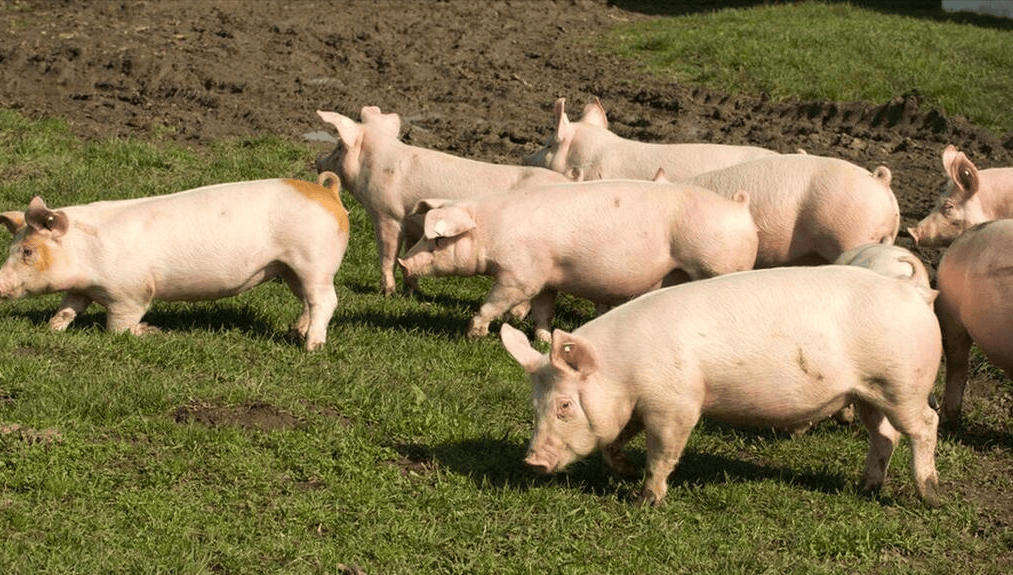 唐人神：预计2026年公司外购仔猪占比较小