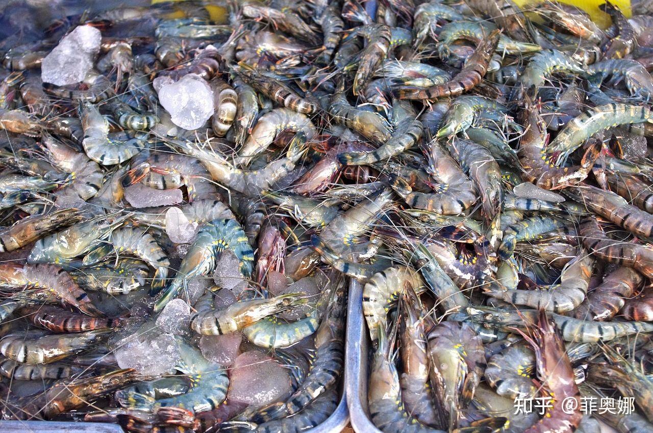 中国成为越南最大的龙虾出口市场